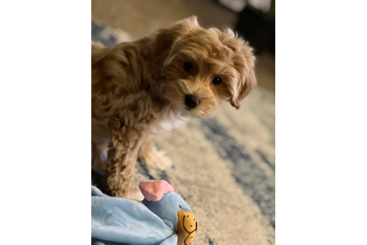 Maltipoo Pup Being Cute