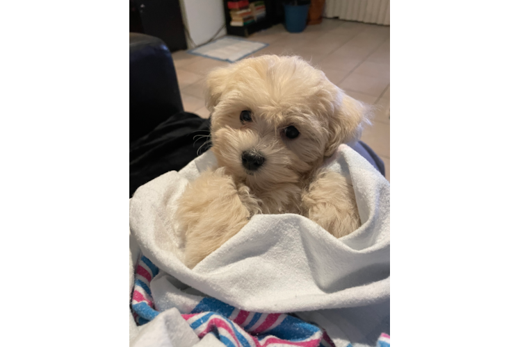 Fluffy Maltipoo Poodle Mix Pup