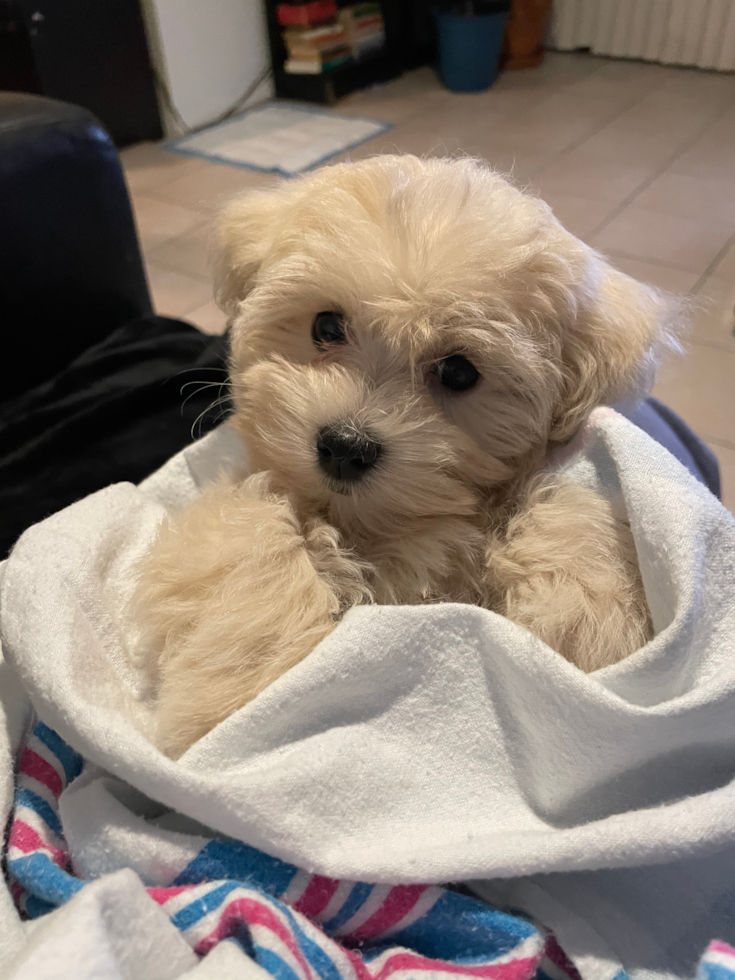 Energetic Maltepoo Poodle Mix Pup