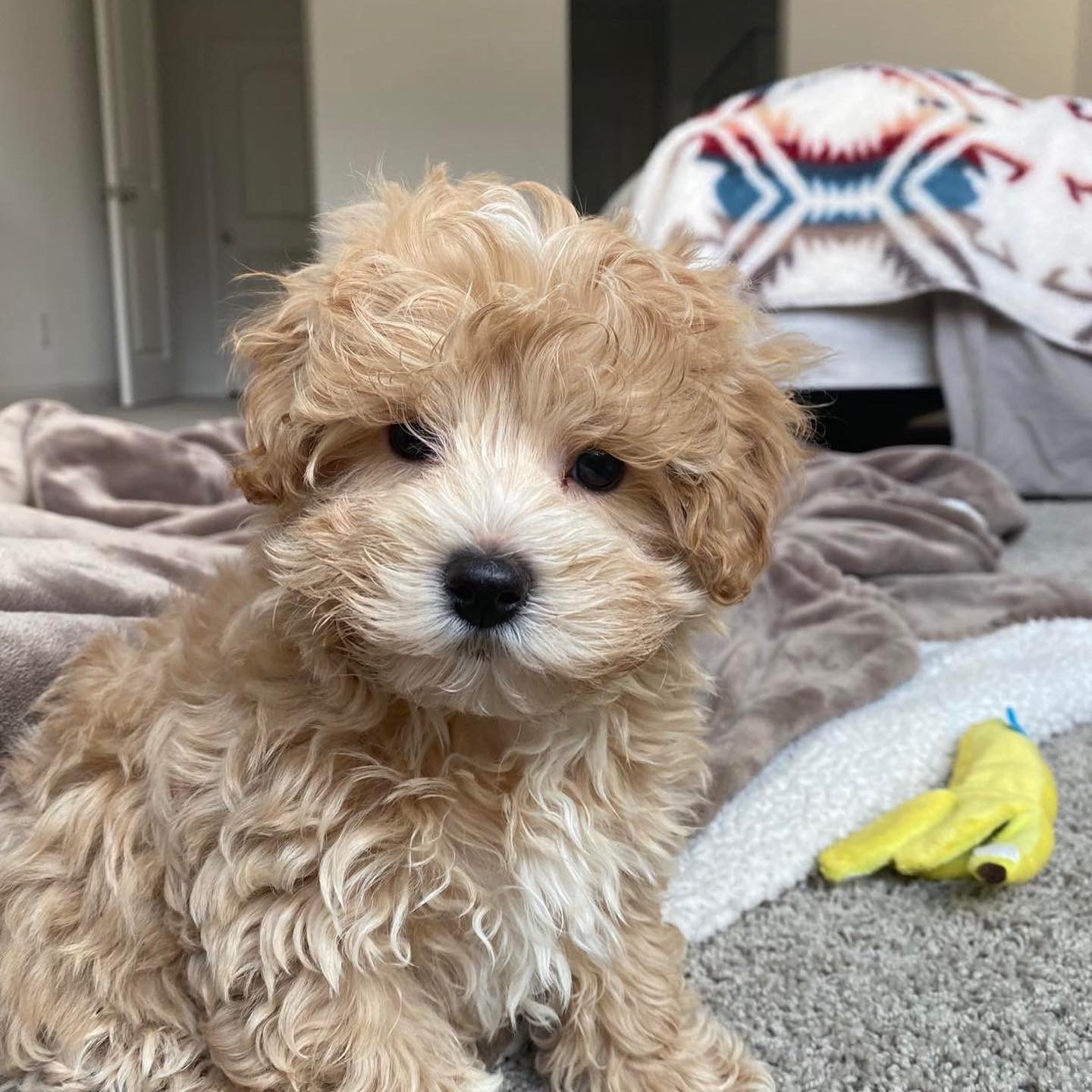 Maltipoo Pup Being Cute