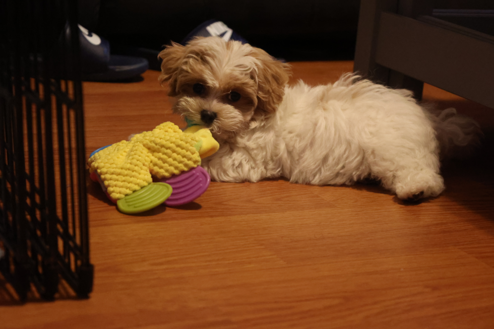 Friendly Maltipoo Pup