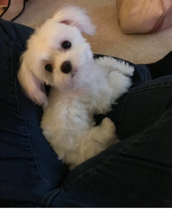 Maltese Being Cute