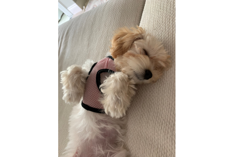 Energetic Maltepoo Poodle Mix Puppy