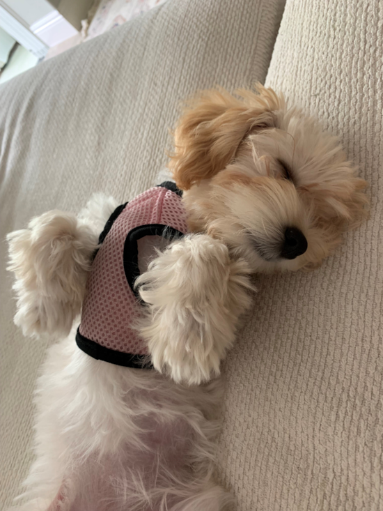 Little Maltese Poodle Poodle Mix Pup