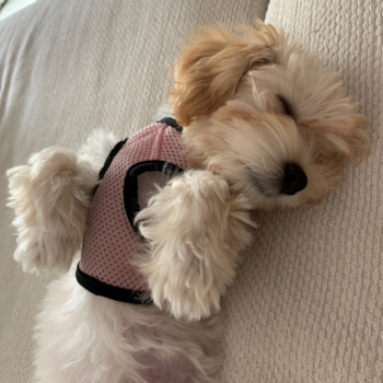 Little Maltese Poodle Poodle Mix Pup