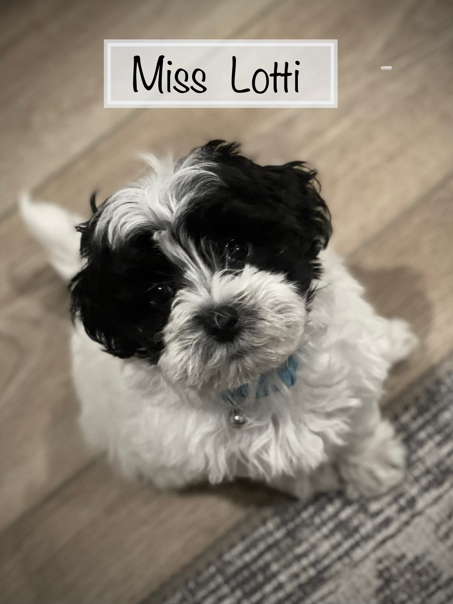 Popular Maltipoo Poodle Mix Pup
