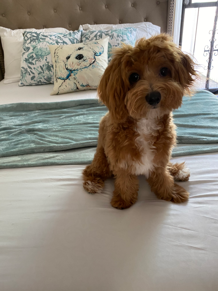 Sweet Maltipoo Pup in Brooklyn NY