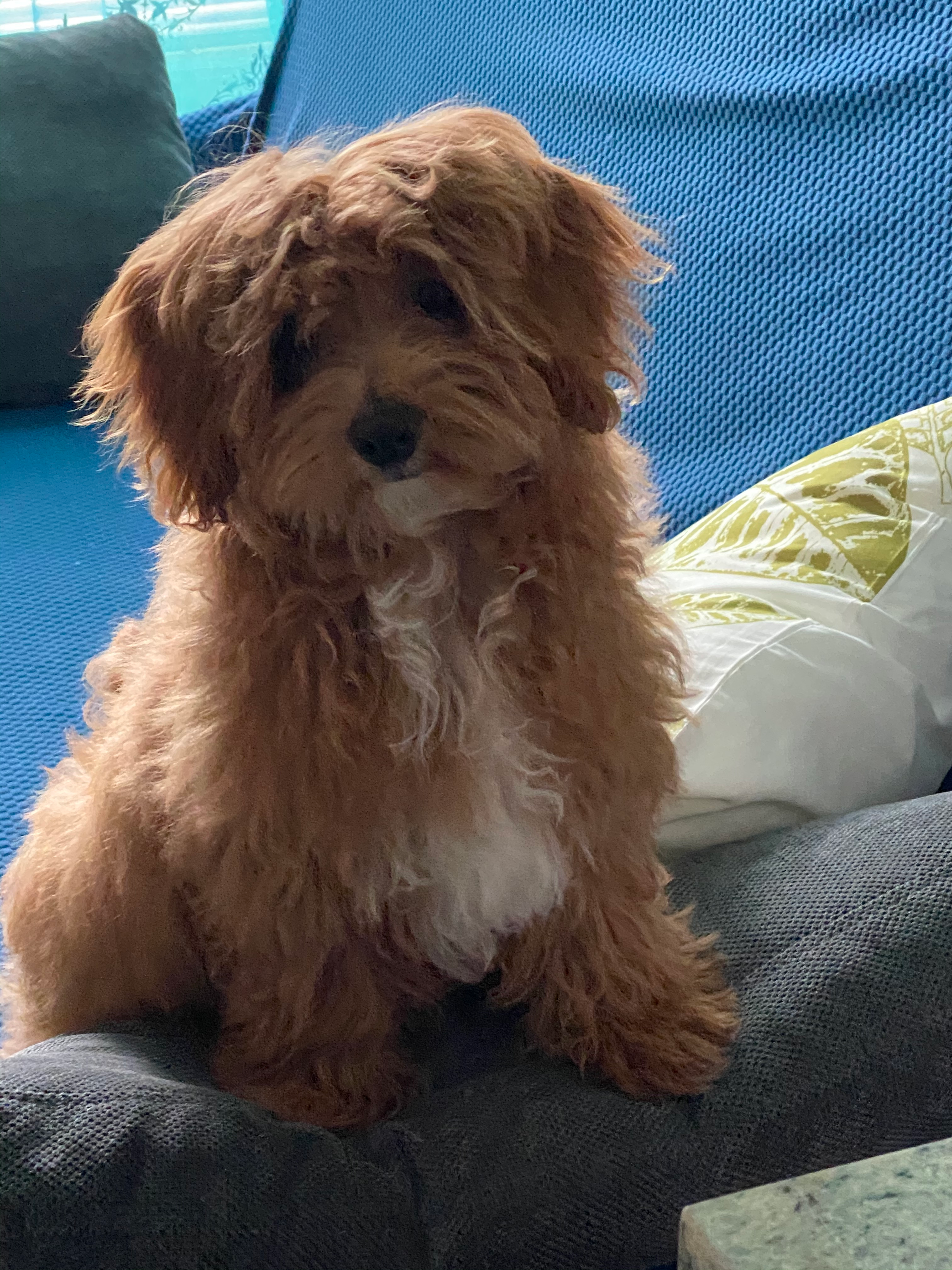 Friendly Maltipoo Baby
