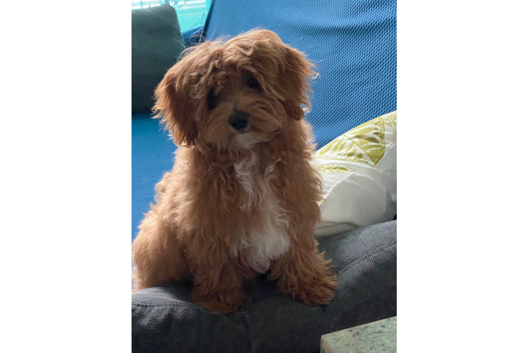 Friendly Maltipoo Baby