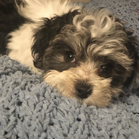 Popular Maltipoo Poodle Mix Pup