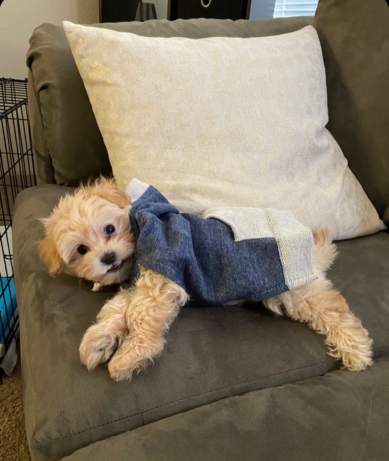 Hypoallergenic Maltepoo Poodle Mix Puppy
