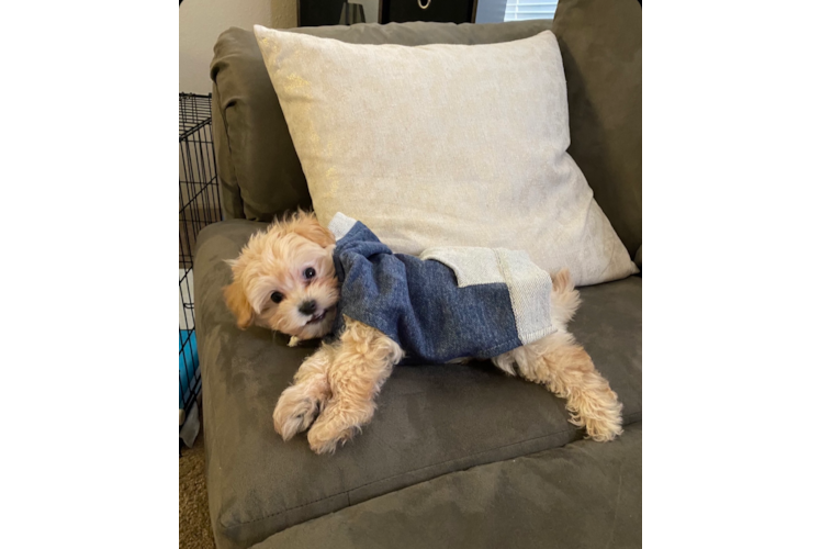 Hypoallergenic Maltepoo Poodle Mix Puppy
