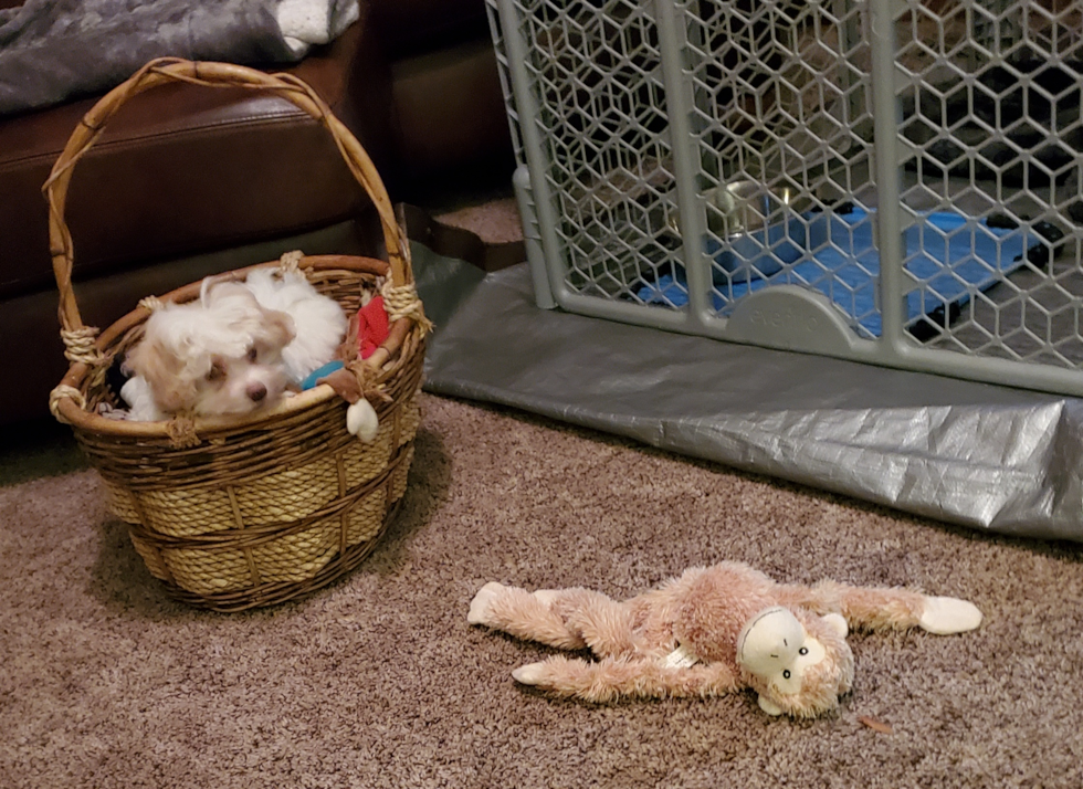 Adorable Maltese Poodle Poodle Mix Pup