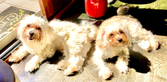 Lambertville Maltipoo Pup