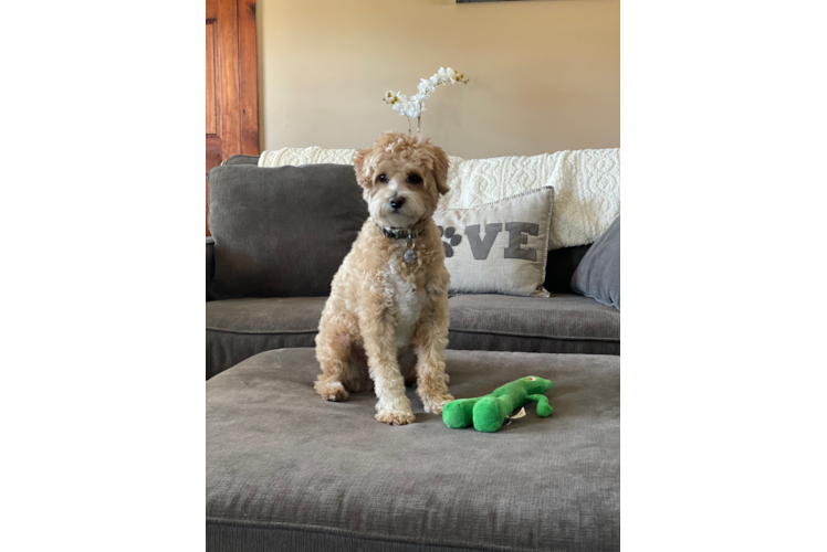 Small Maltipoo Baby