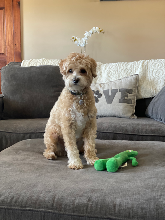 Funny Maltipoo Poodle Mix Pup