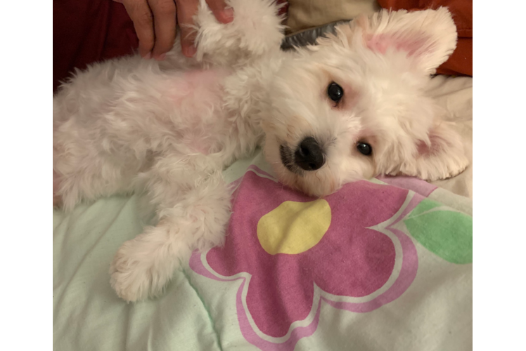 Popular Maltipoo Poodle Mix Pup