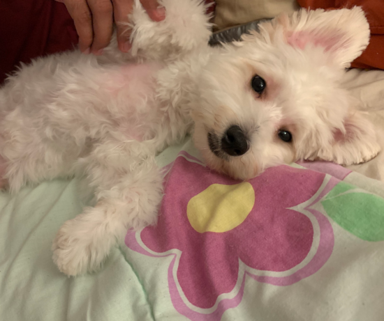 Small Maltipoo Pup in New York NY