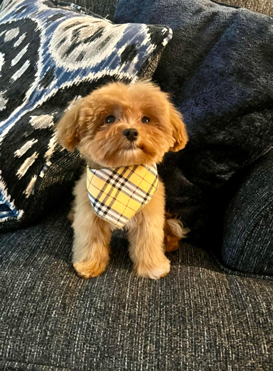 Maltipoo Being Cute