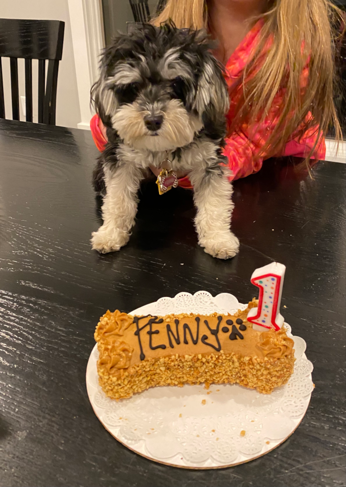 Maltipoo Being Cute