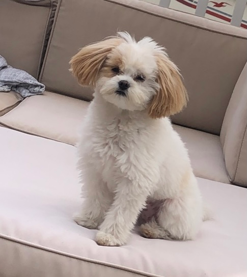 Hypoallergenic Maltepoo Poodle Mix Puppy