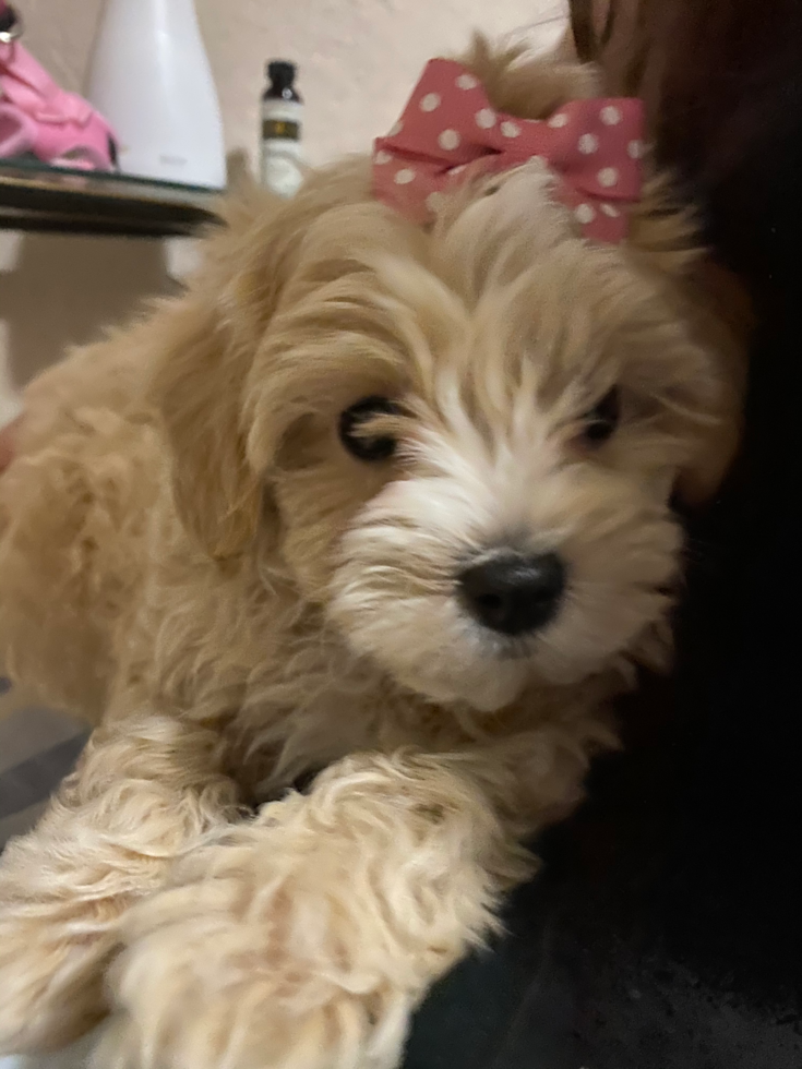 Maltipoo Being Cute