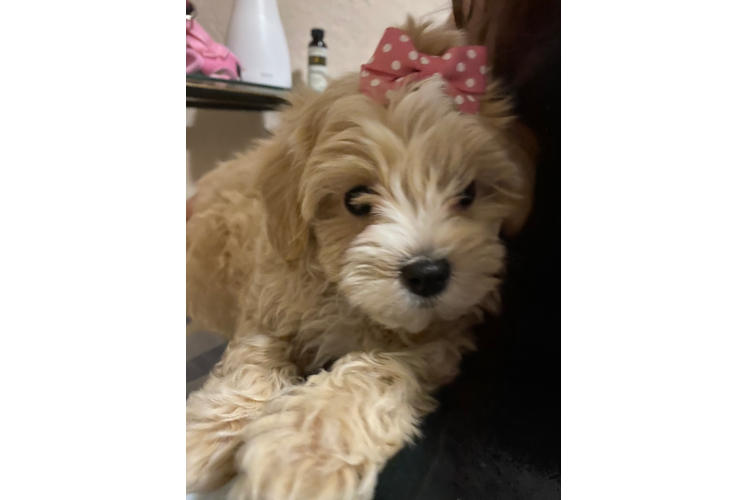 Best Maltipoo Baby