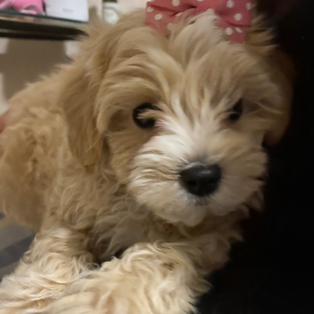 Hypoallergenic Maltese Poodle Poodle Mix Pup