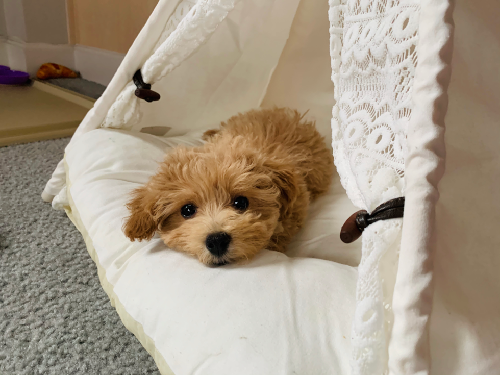 Maltipoo Being Cute