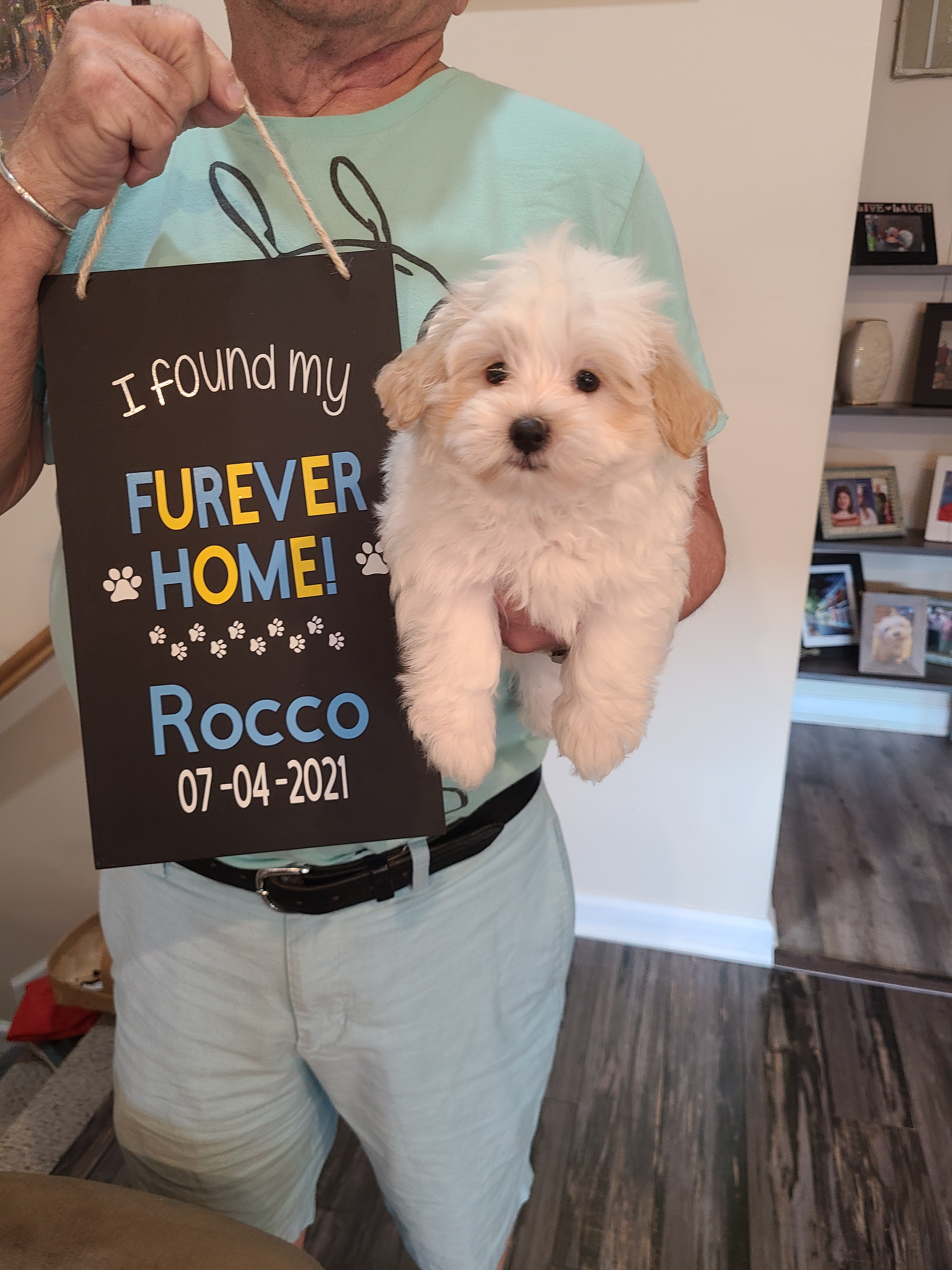 Hypoallergenic Maltepoo Poodle Mix Puppy