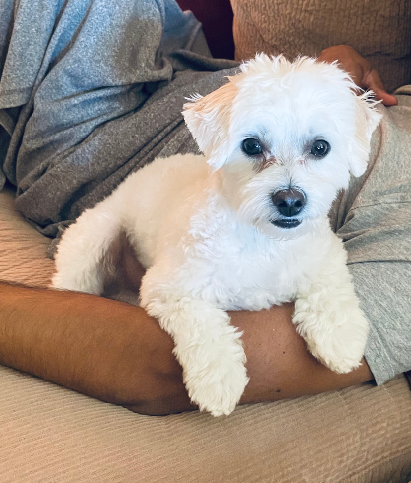 Canton Maltipoo Pup