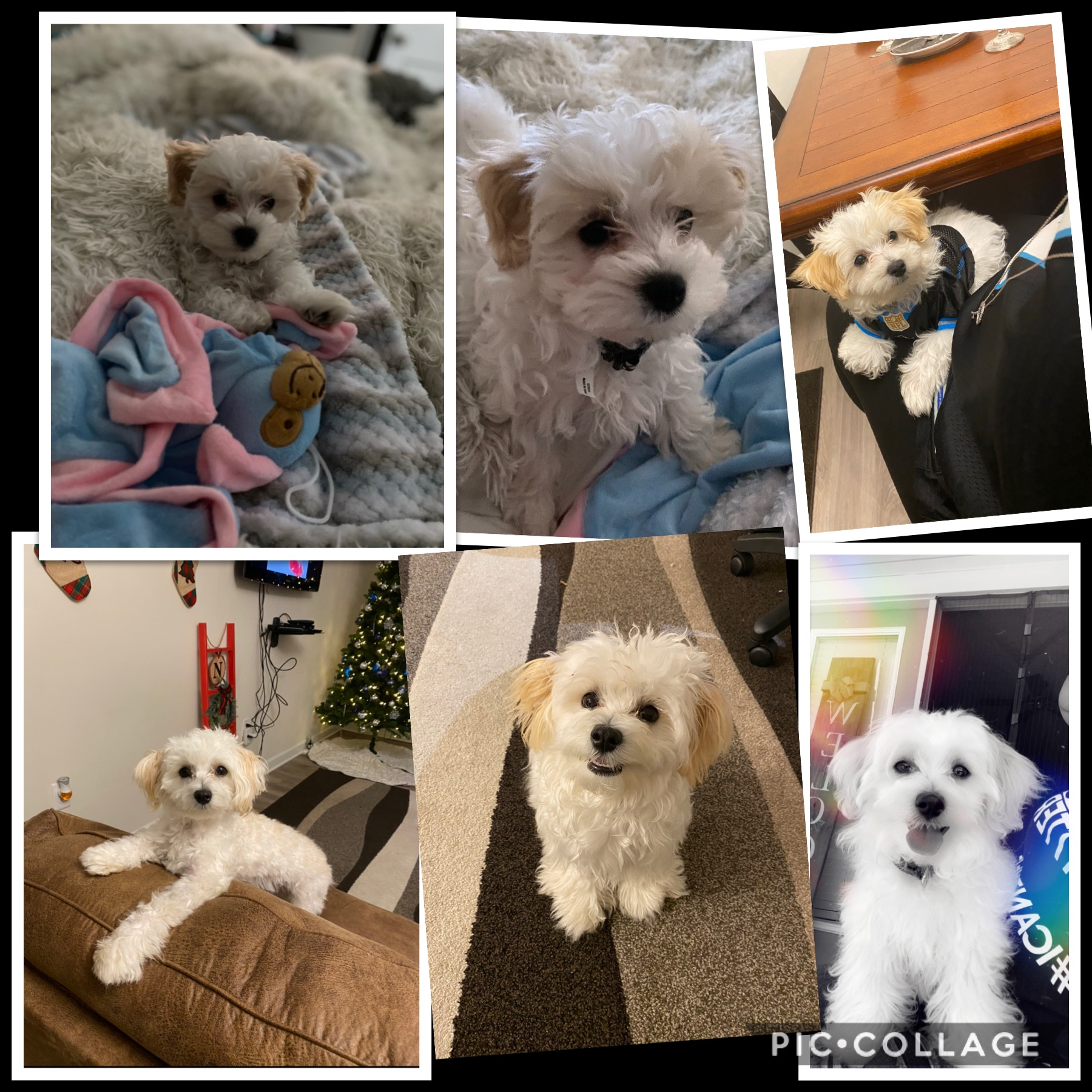 Best Maltipoo Baby