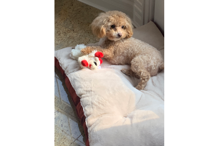 Fluffy Maltipoo Poodle Mix Pup