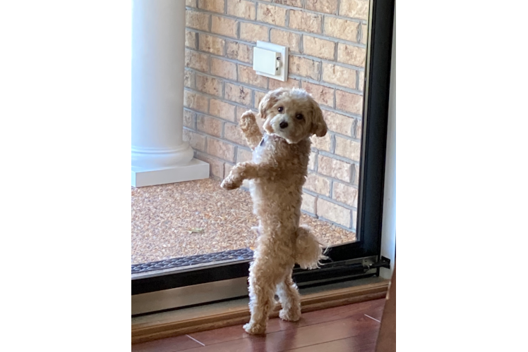 Best Maltipoo Baby