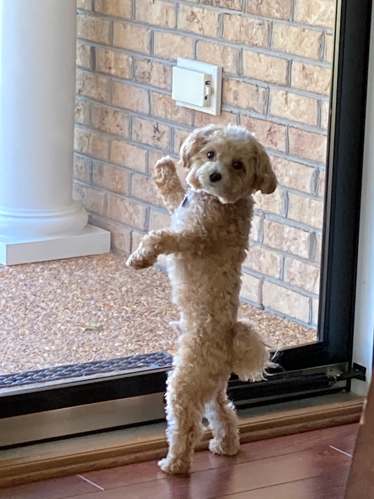 Friendly Maltipoo Pup in Chesapeake VA