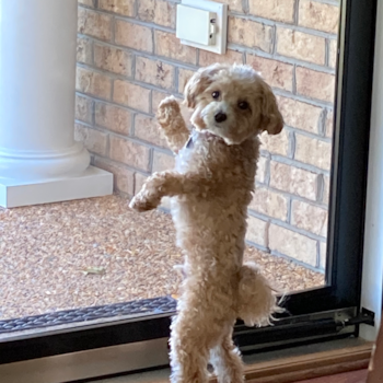 Friendly Maltipoo Pup in Chesapeake VA