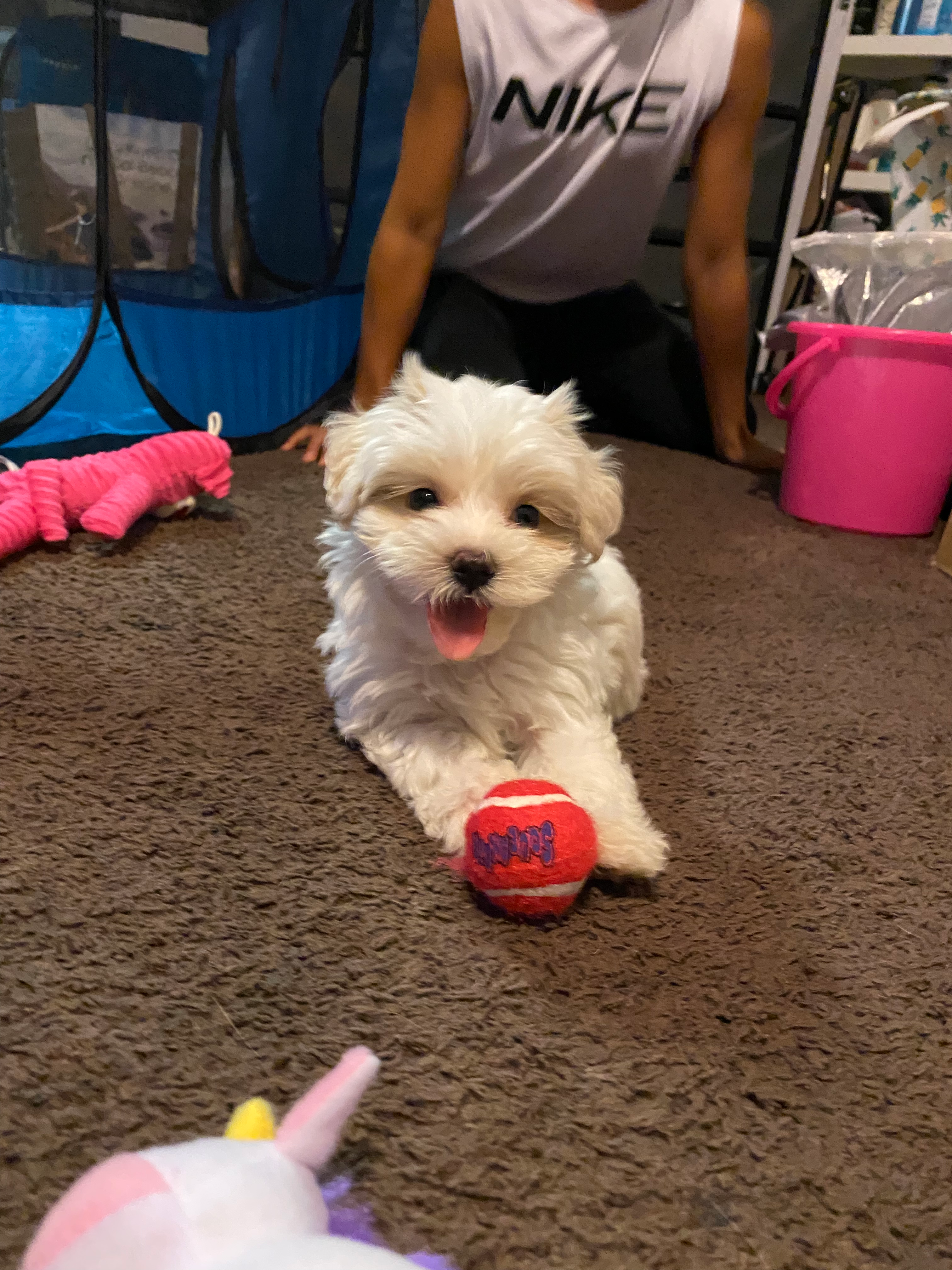 Hypoallergenic Maltepoo Poodle Mix Puppy