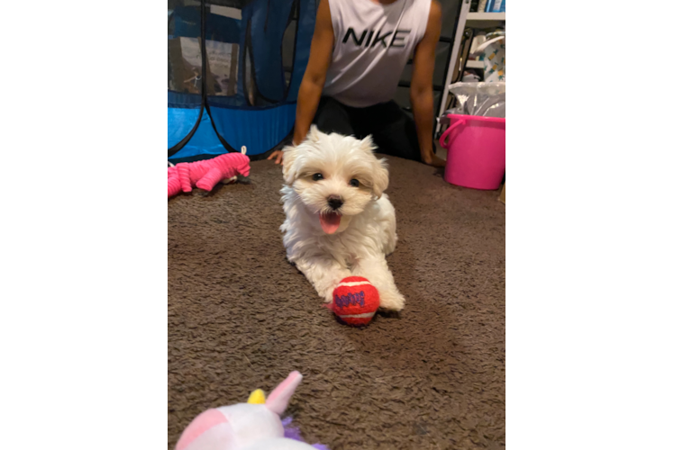 Hypoallergenic Maltepoo Poodle Mix Puppy