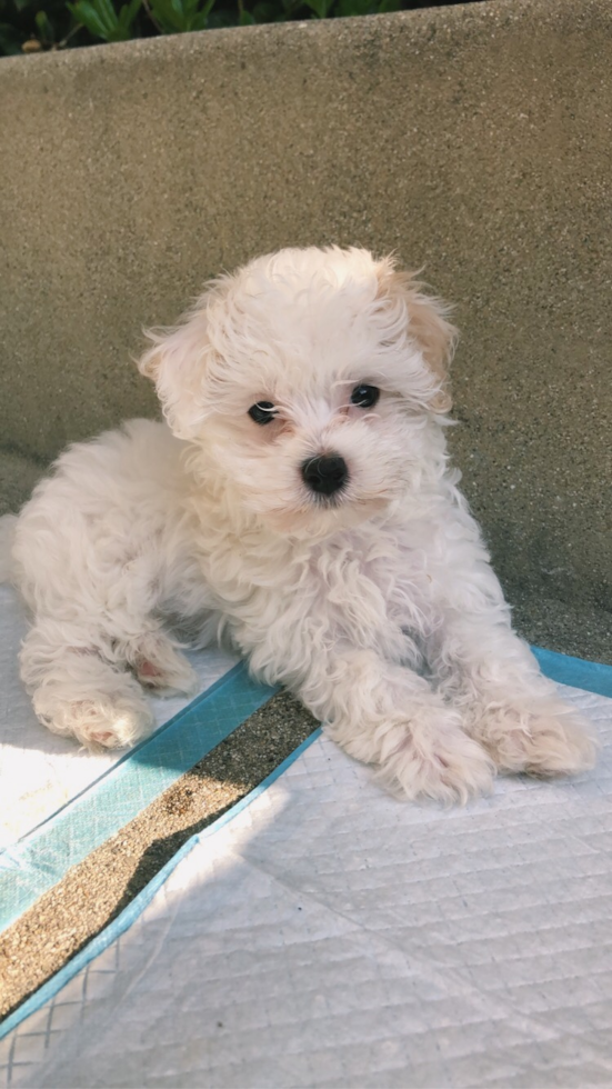 Small Maltipoo Pup