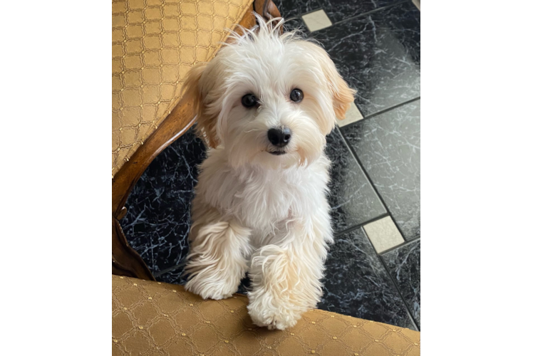 Smart Maltipoo Poodle Mix Pup