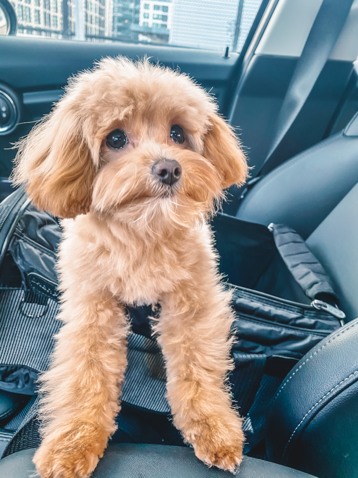 Friendly Maltipoo Pup in Pacifica CA