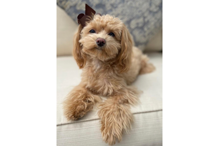 Maltipoo Pup Being Cute