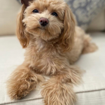 Friendly Maltipoo Pup in Chaska MN