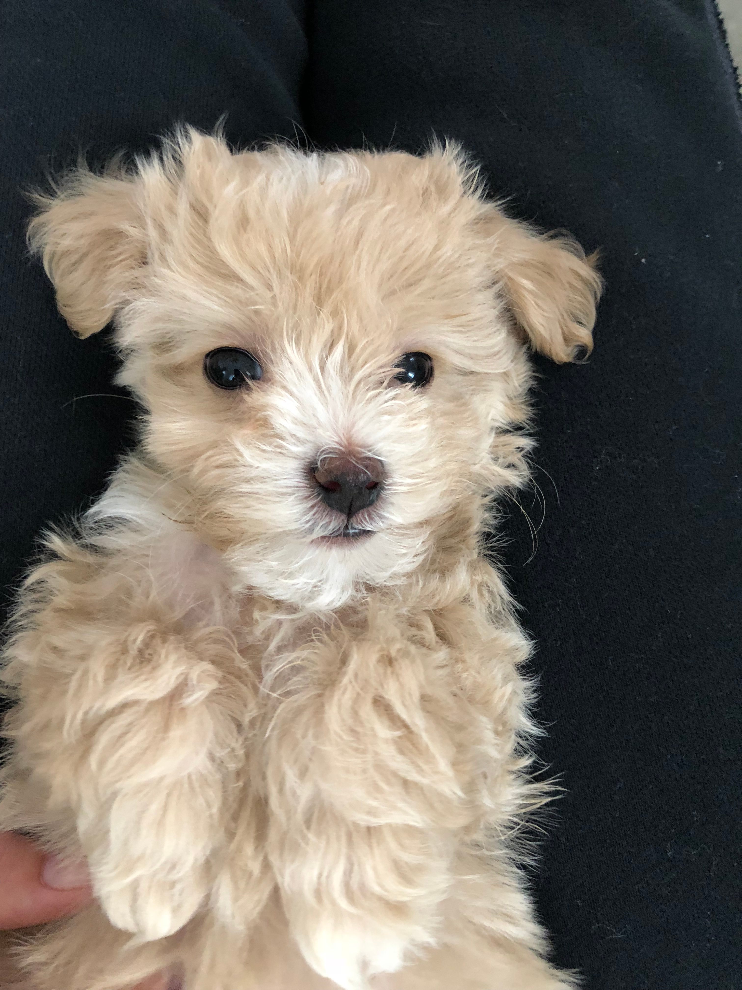 Playful Maltese Poodle Poodle Mix Puppy