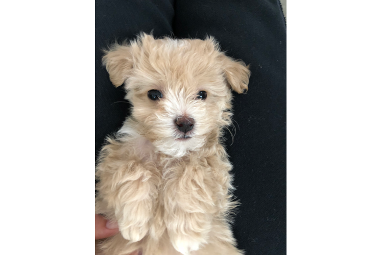 Playful Maltese Poodle Poodle Mix Puppy