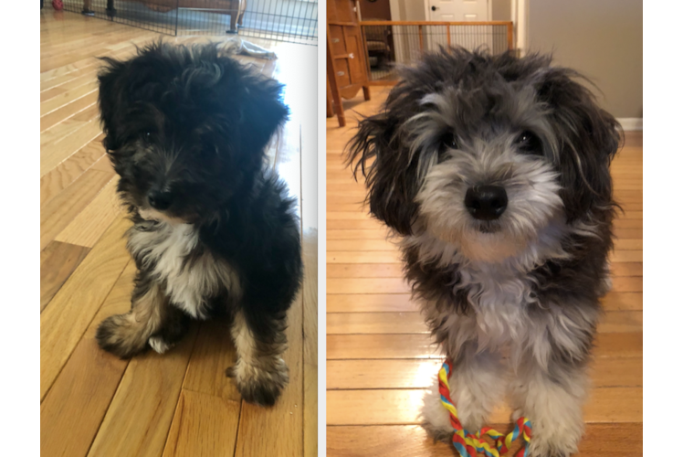 Mini Aussiedoodle Puppy for Adoption