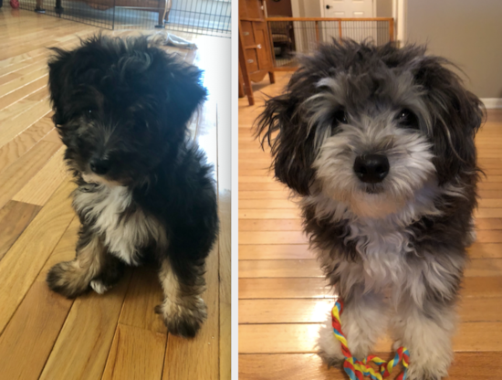 Mini Aussiedoodle Being Cute