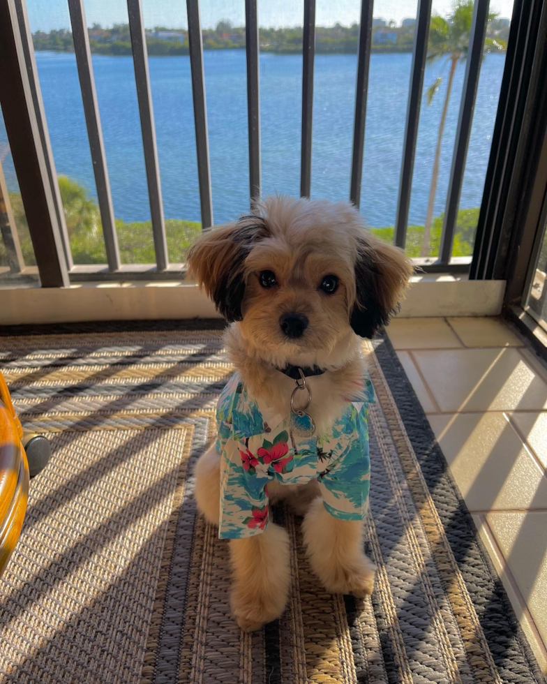 Petite Mini Aussiedoodle Poodle Mix Pup