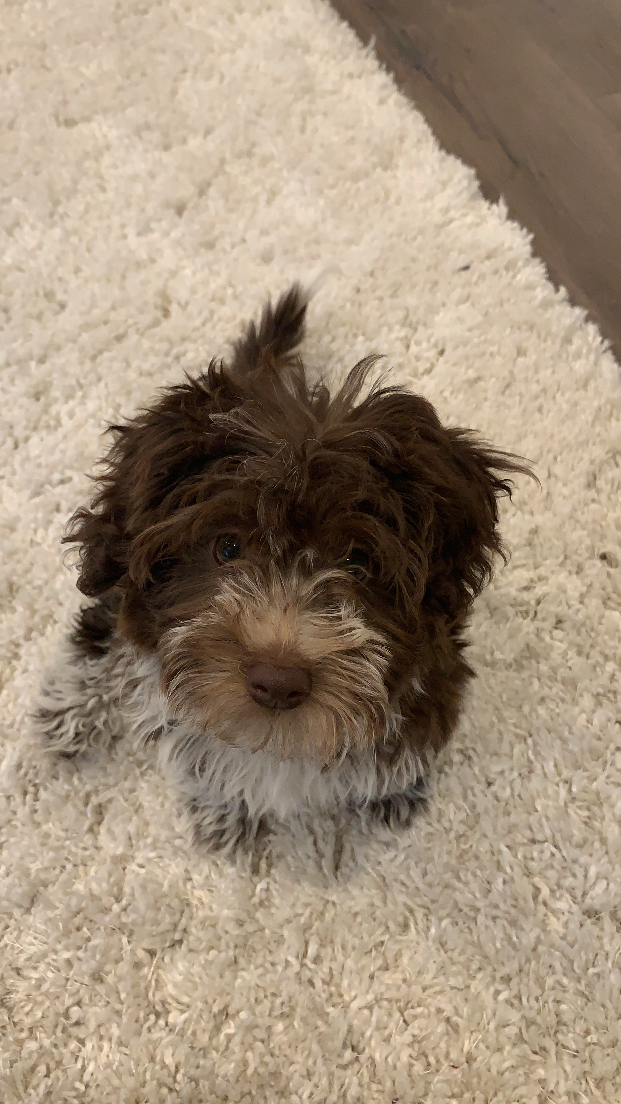 Best Mini Aussiedoodle Baby
