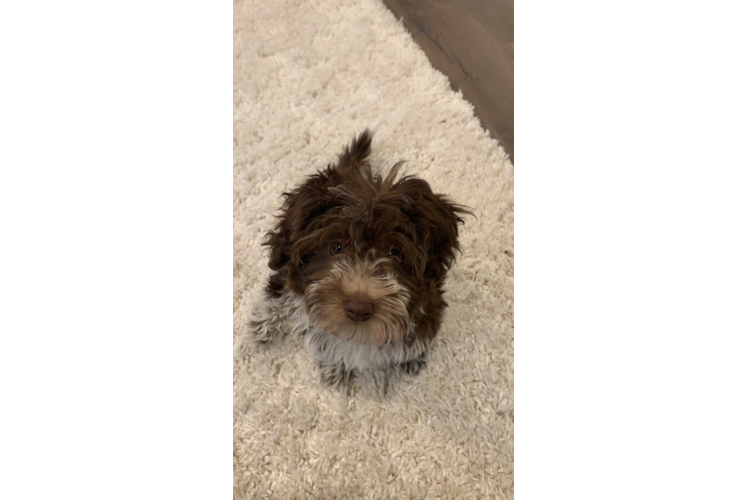 Best Mini Aussiedoodle Baby